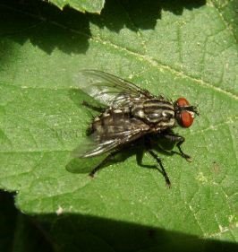 Sarcophaga vagans-4