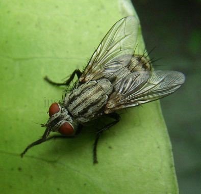 Sarcophagidae-1