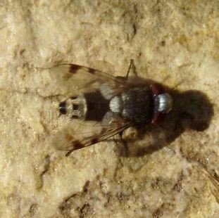 Sphenometopa sp-1
