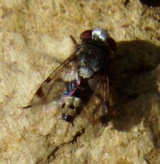 Sphenometopa sp-2