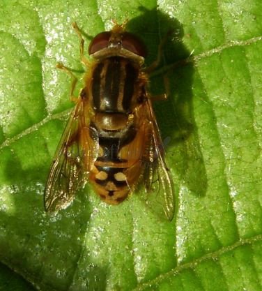 Parhelophilus versicolor-4