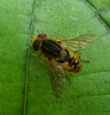 Parhelophilus versicolor-5