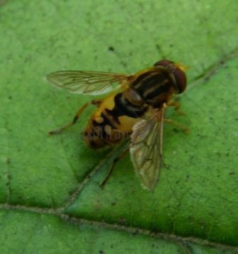 Parhelophilus versicolor-6