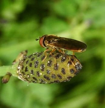 Scaeva dignota-1