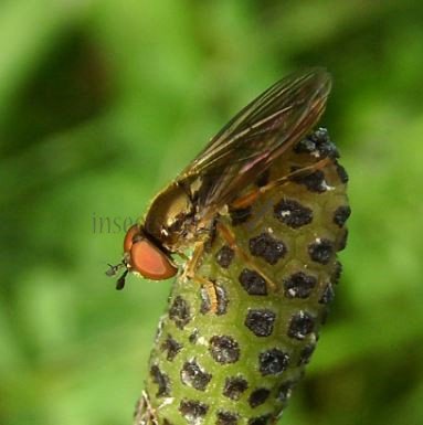 Scaeva dignota-2