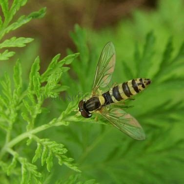 Sphaerophoria scripta-10