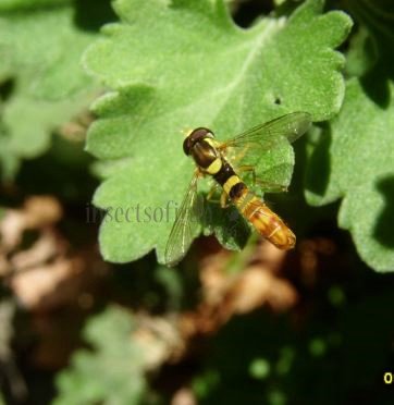 Sphaerophoria scripta-12