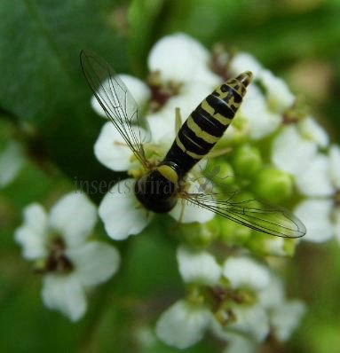 Sphaerophoria scripta-15