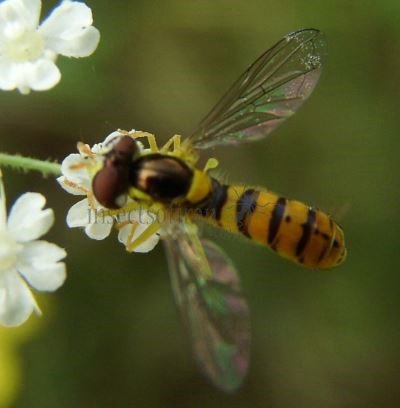 Sphaerophoria scripta-16