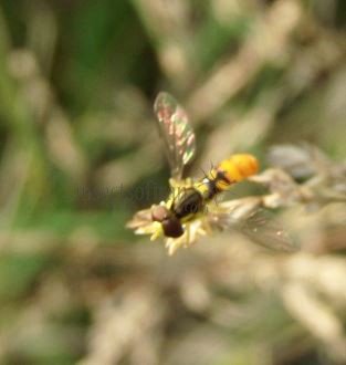 Sphaerophoria sp-2