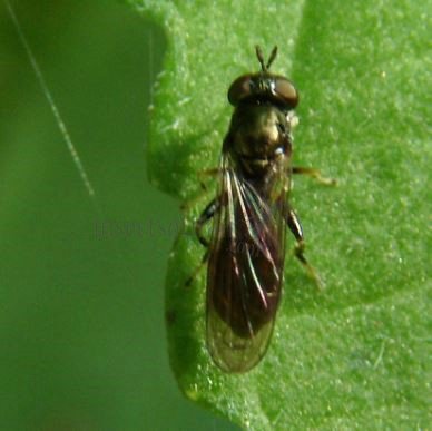 Syrphidae-7