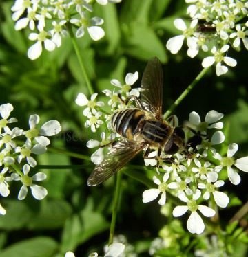 Syrphidae-12