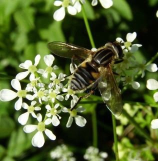 Syrphidae-13
