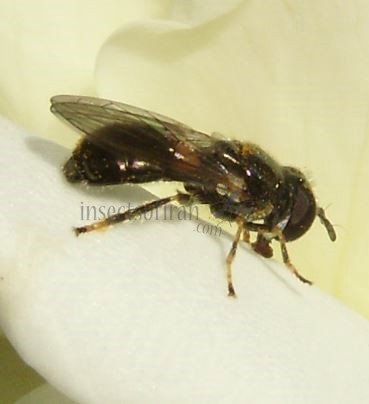 Syrphidae