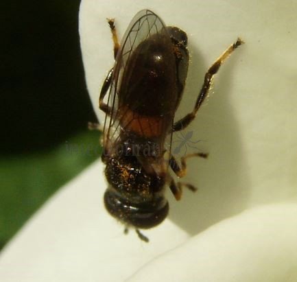 Syrphidae