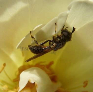 Syrphidae