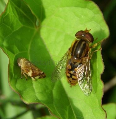 Parhelophilus versicolor-2