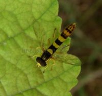 Sphaerophoria scripta-11