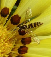 Sphaerophoria scripta-11