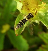 Sphaerophoria scripta-14
