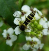 Sphaerophoria scripta-15