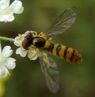 Sphaerophoria scripta-16
