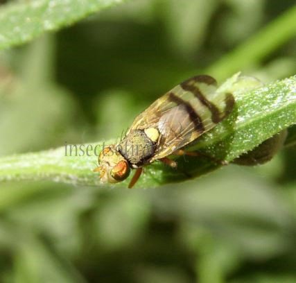 Urophora solstitialis-3