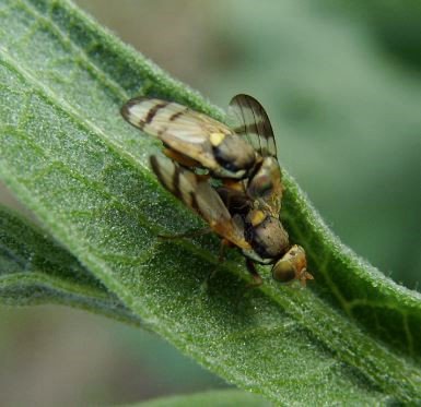 Urophora solstitialis-5
