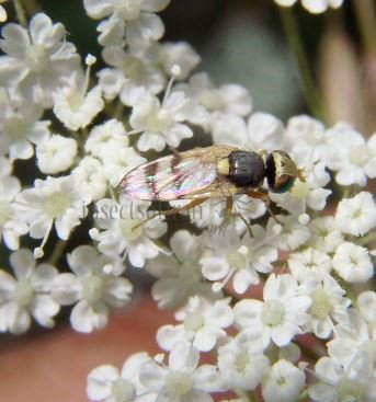 Urophora sp