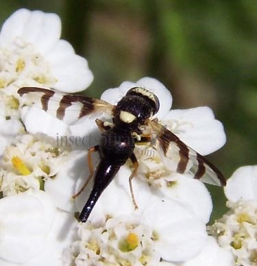 Urophora sp-2
