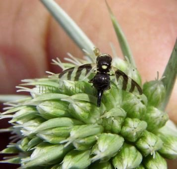 Urophora sp-3