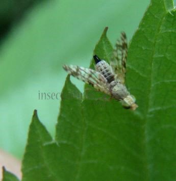 Tephritis matricariae -13