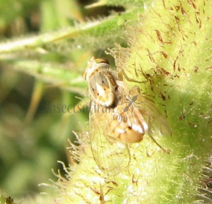 Tephritis sp