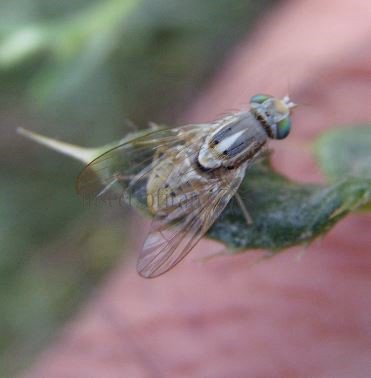 Terellia fuscicornis-4