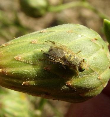 Terellia tussilaginis-5