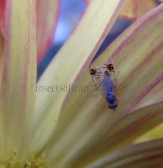 Trupanea vicina-4