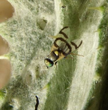 Urophora quadrifasciata-3