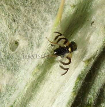 Urophora quadrifasciata-4