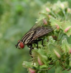 Sarcophagidae