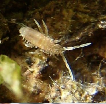 Entomobrya unostrigata-