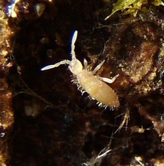 Entomobrya unostrigata-