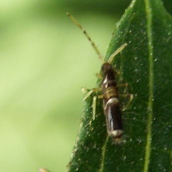 Orchesella sp-3