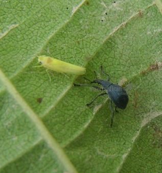 Edwardsiana crataegi 