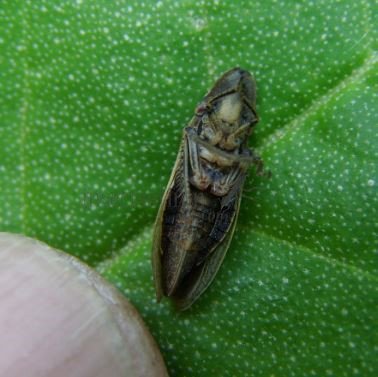 Dorycephalus baeri-3
