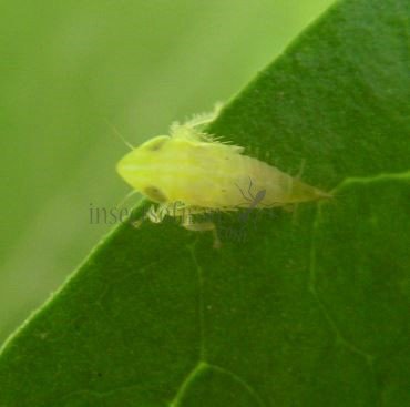 Emelyanoviana mollicula-3
