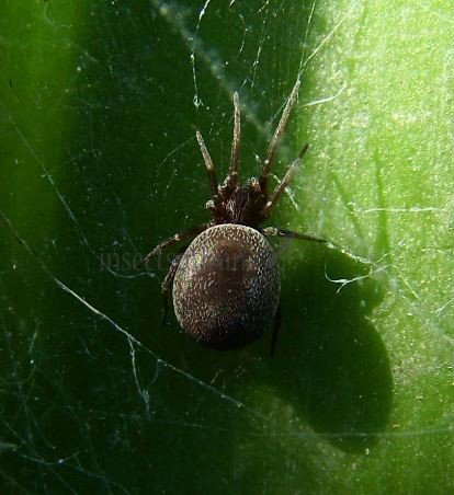Dictynidae -5