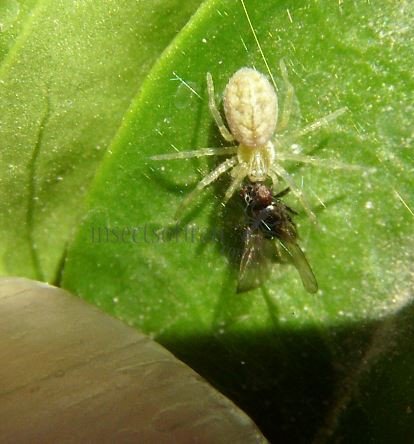 Dictynidae -6