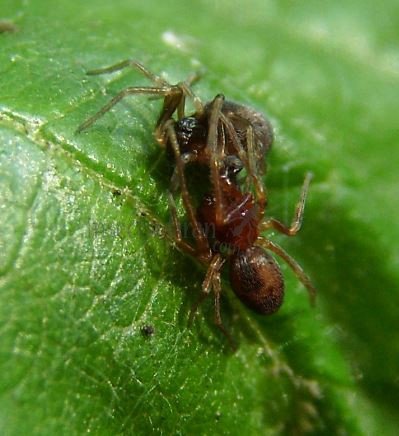 Dictynidae -8
