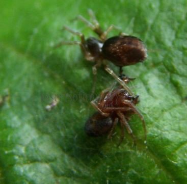 Dictynidae -7