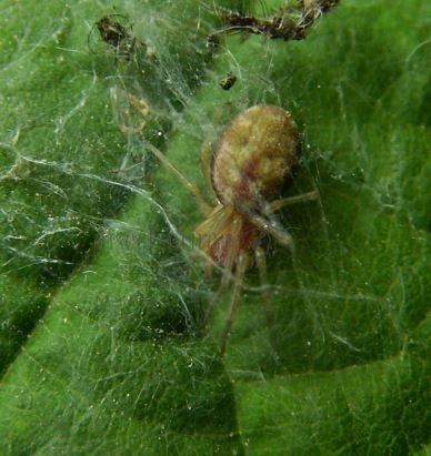 Nigma flavescens -2